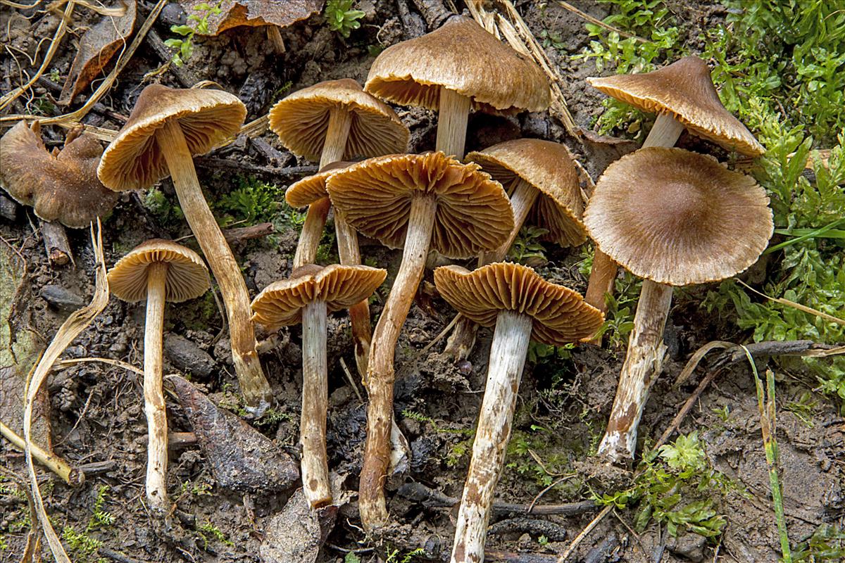 Cortinarius flexibilifolius (door Nico Dam)